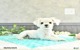 Maltese dogs for sale: Trooper - Image 2