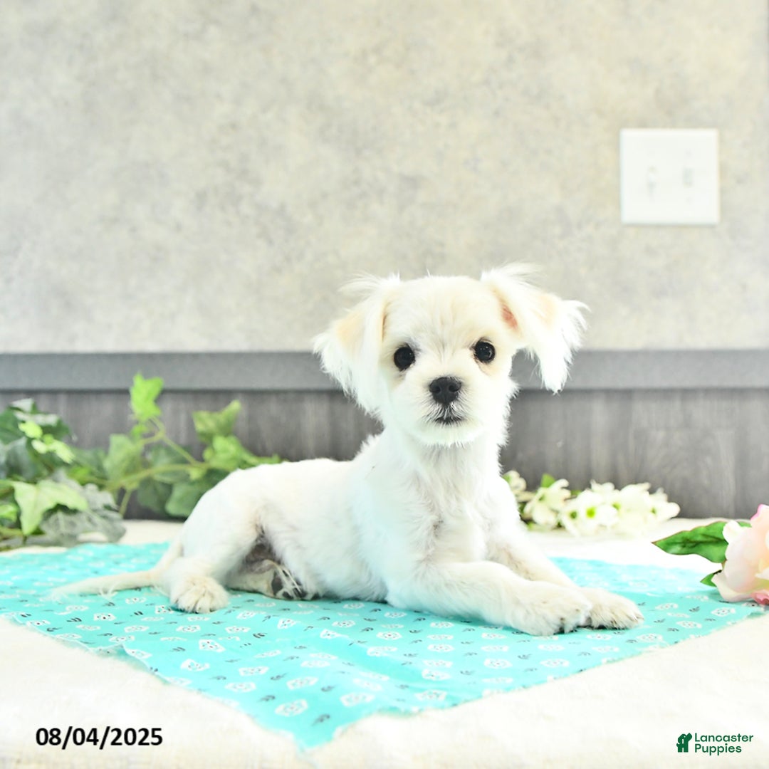 Maltese dogs for sale: Trooper - Image 2