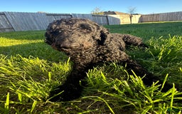 Standard Poodle dogs for sale: Richard - Image 2