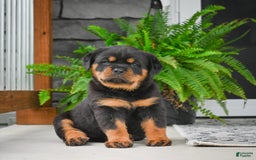 Rottweiler dogs for sale: Clair Bear - Image 17