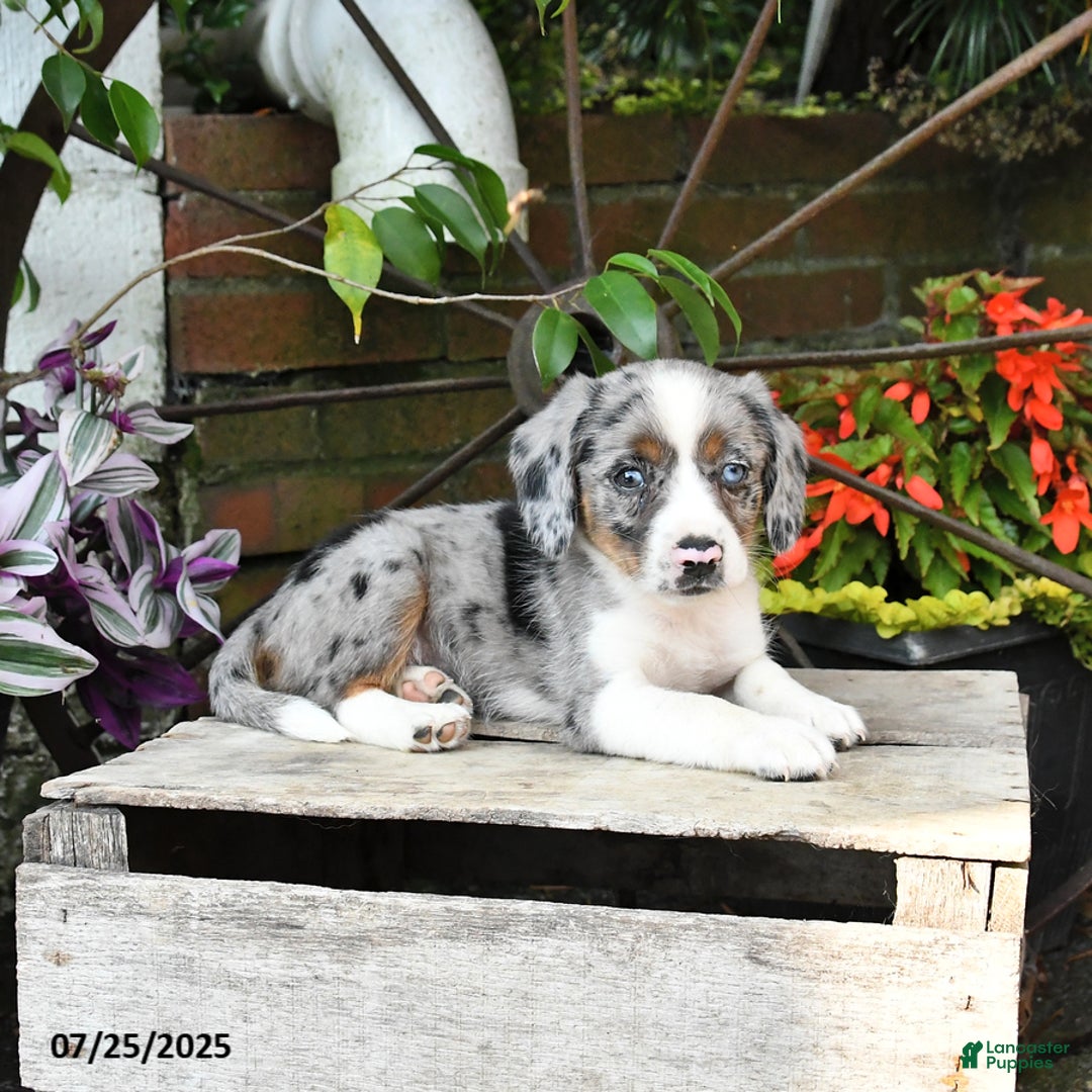 Miniature Australian Shepherd dogs for sale: Felix - Image 4