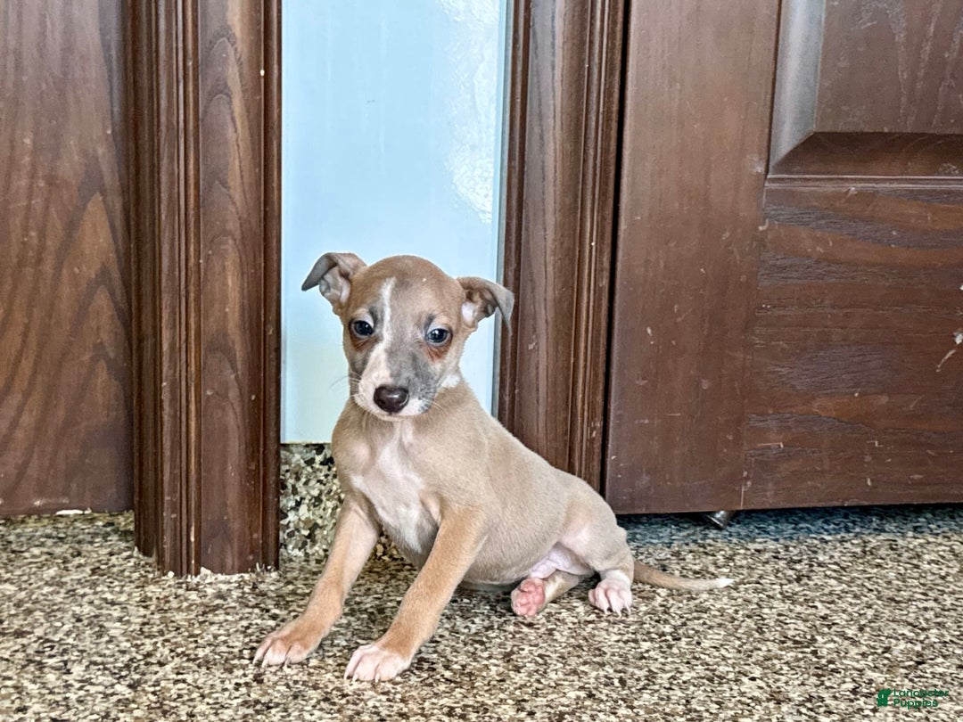 Italian Greyhound dogs for sale: Derek - Image 10