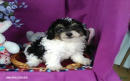 Toy Poodle dogs for sale: Captain - Image 2