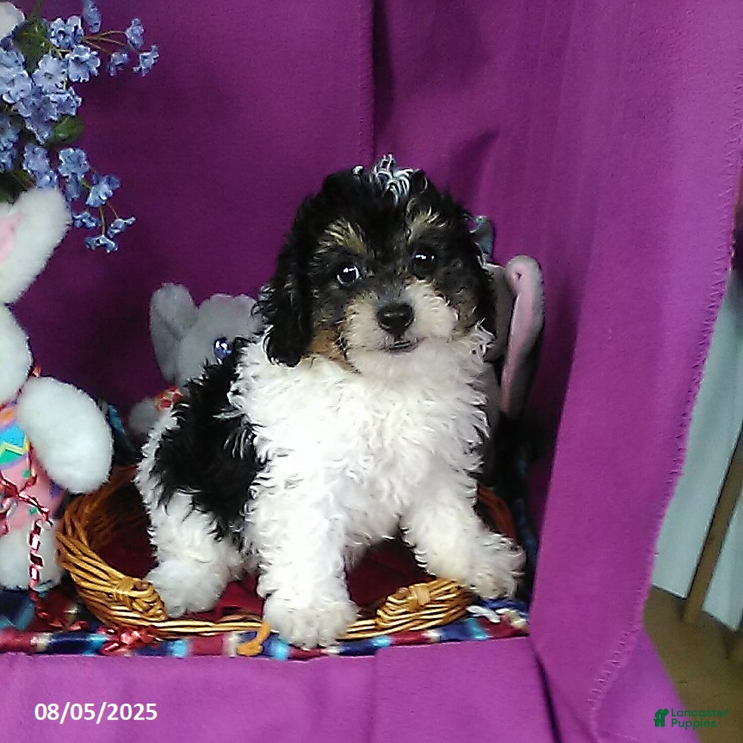 Toy Poodle dogs for sale: Captain - Image 2
