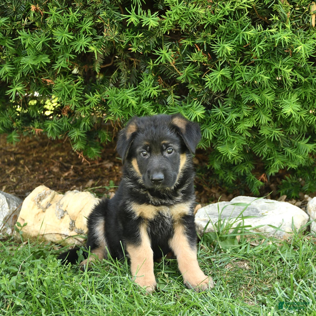 German Shepherd dogs for sale: Meg - Image 8