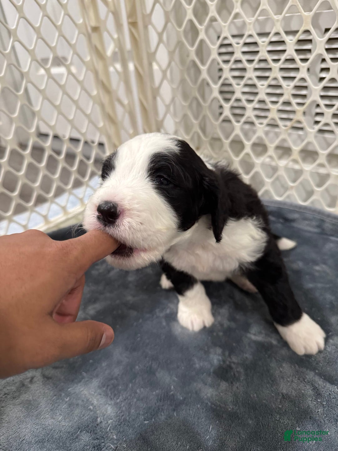 Saint Berdoodles dogs for sale: Harley - Image 7