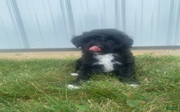 Mini Aussiedoodle dogs for sale: Rowdy - Image 8