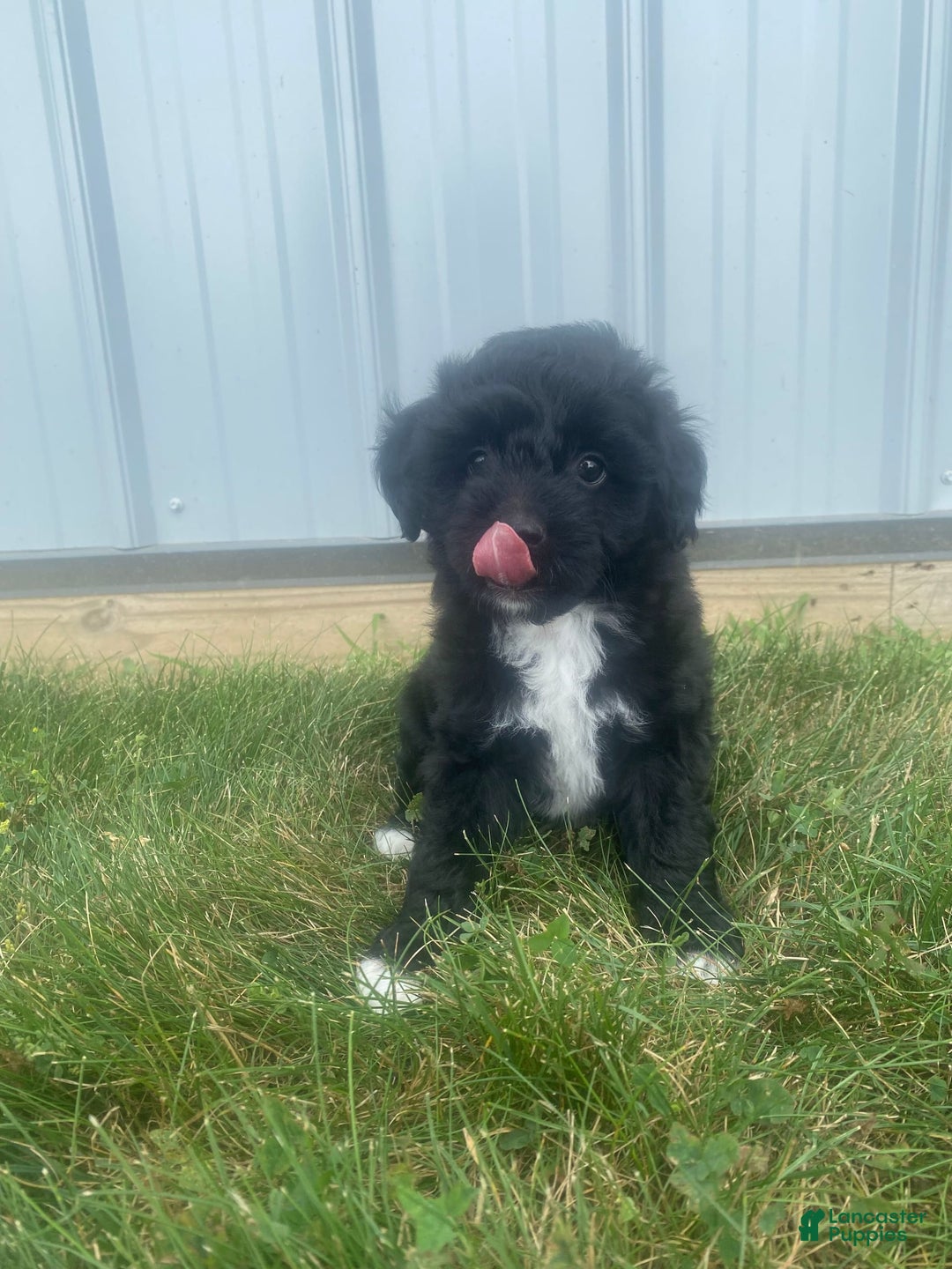 Mini Aussiedoodle dogs for sale: Rowdy - Image 8