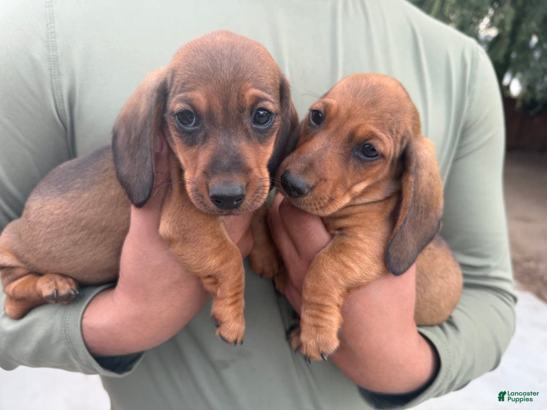 Miniature Dachshund dogs for sale: Twins - Image 15