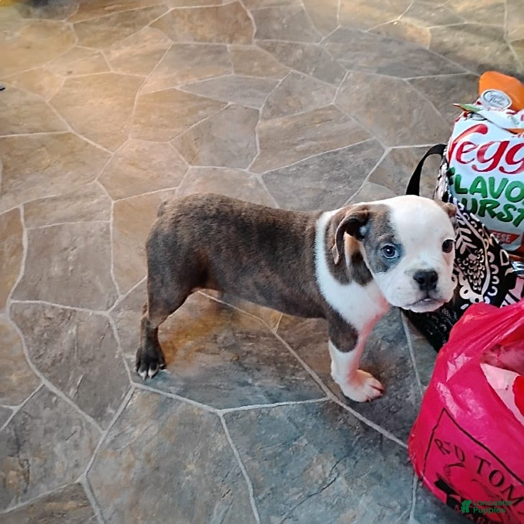 Boston Terrier dogs for sale: Blue Pedro - Image 3