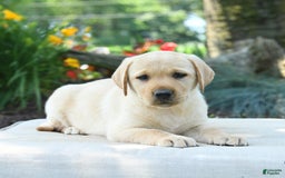 Labrador Retriever dogs for sale: Whitney - Image 3