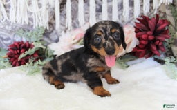 Miniature Dachshund dogs for sale: Gavin - Image 15