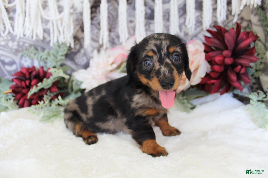 Miniature Dachshund dogs for sale: Gavin - Image 15