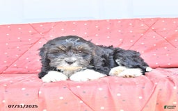 Miniature Bernese Mountain Dog dogs for sale: Peanut - Image 8