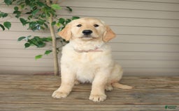 Golden Retriever dogs for sale: April - Image 6