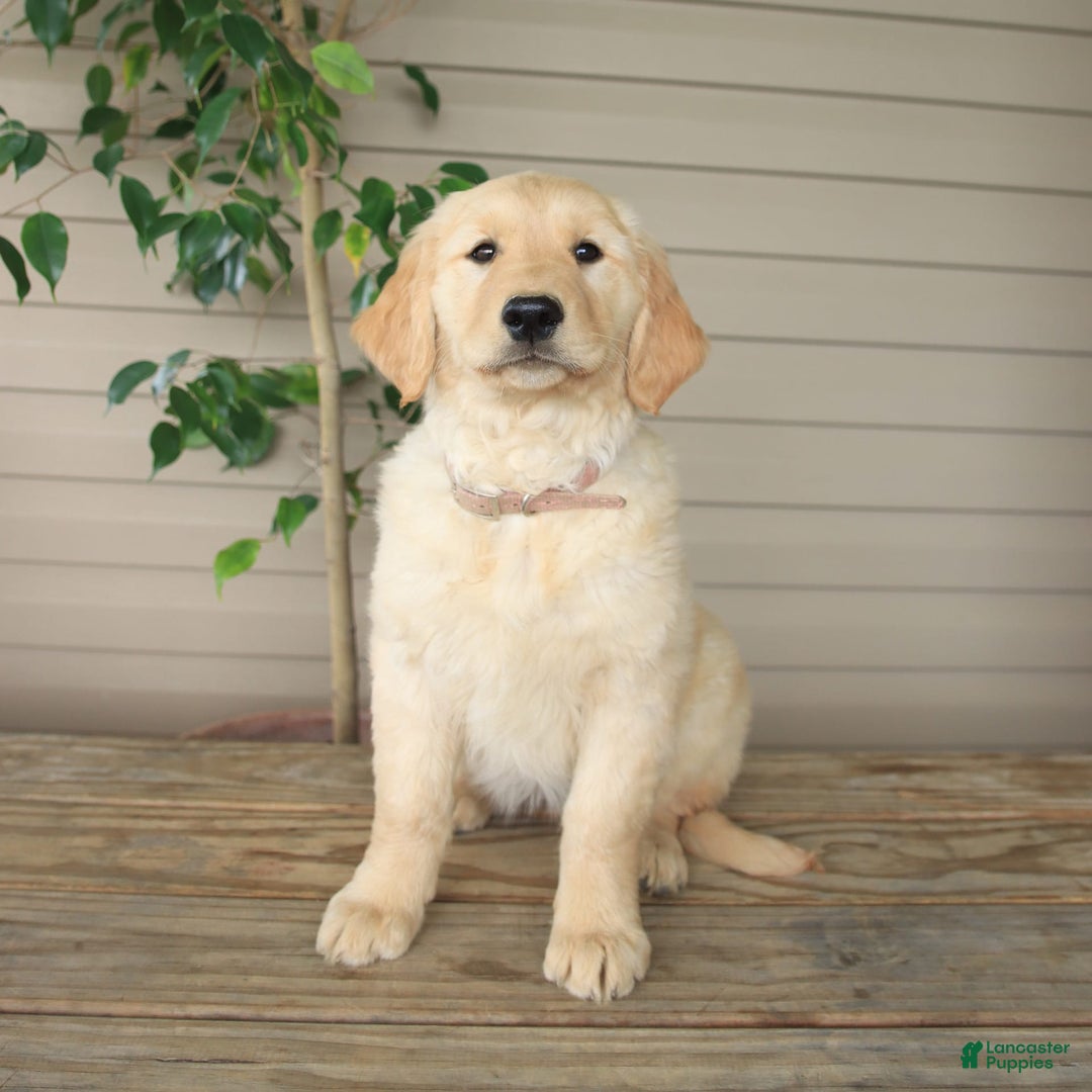 Golden Retriever dogs for sale: April - Image 6