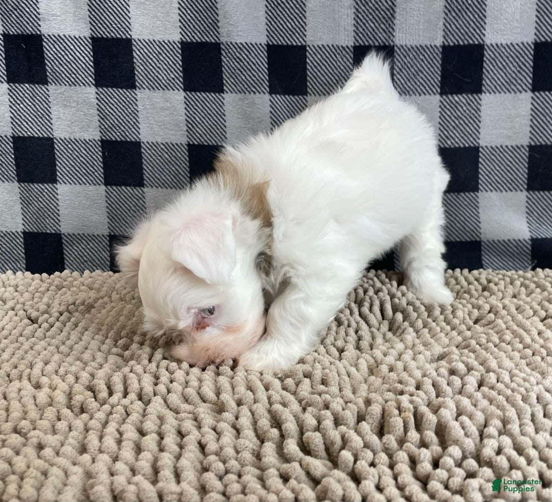 Havanese dogs for sale: Judy - Image 3
