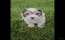 Morkie dogs for sale: Hercules - Image 10