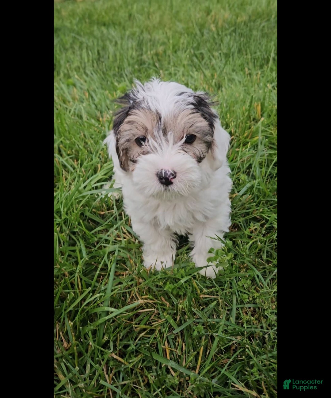 Morkie dogs for sale: Hercules - Image 10