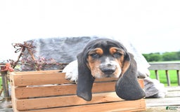 Basset Hound dogs for sale: Shannon - Image 14