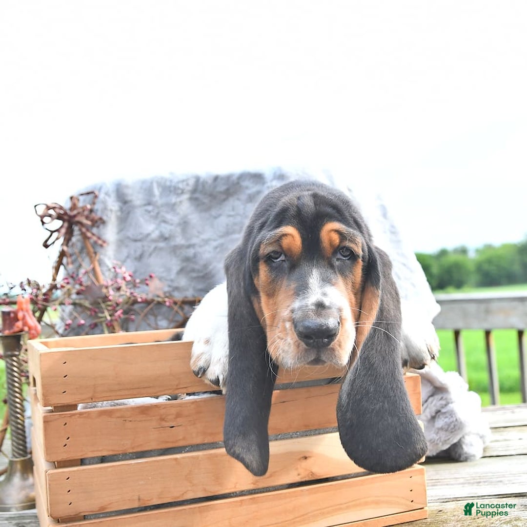 Basset Hound dogs for sale: Shannon - Image 14