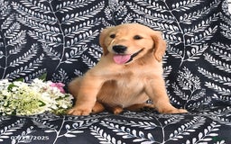 Golden Retriever dogs for sale: Golden Retriever 5 puppies - Image 13
