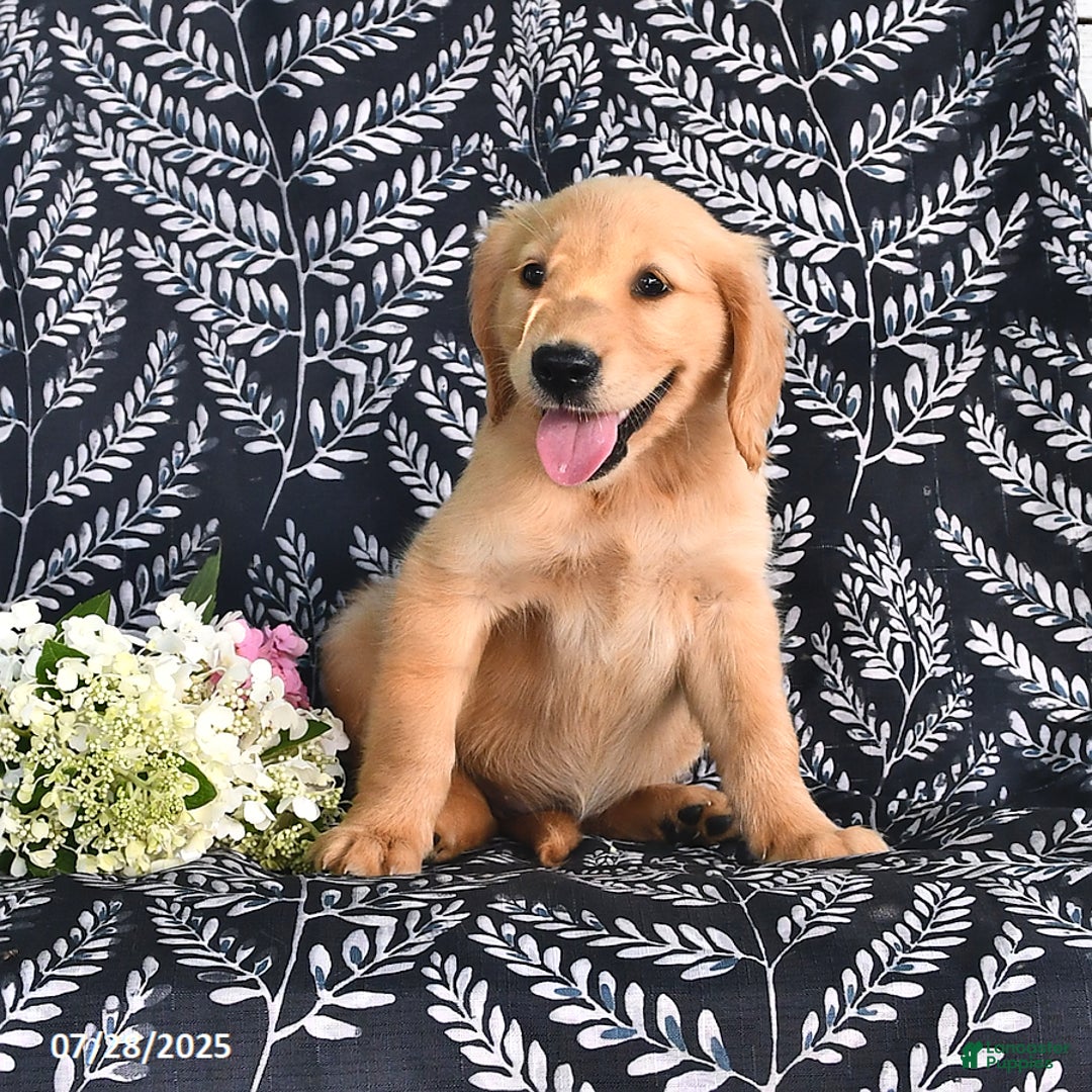 Golden Retriever dogs for sale: Golden Retriever 5 puppies - Image 13