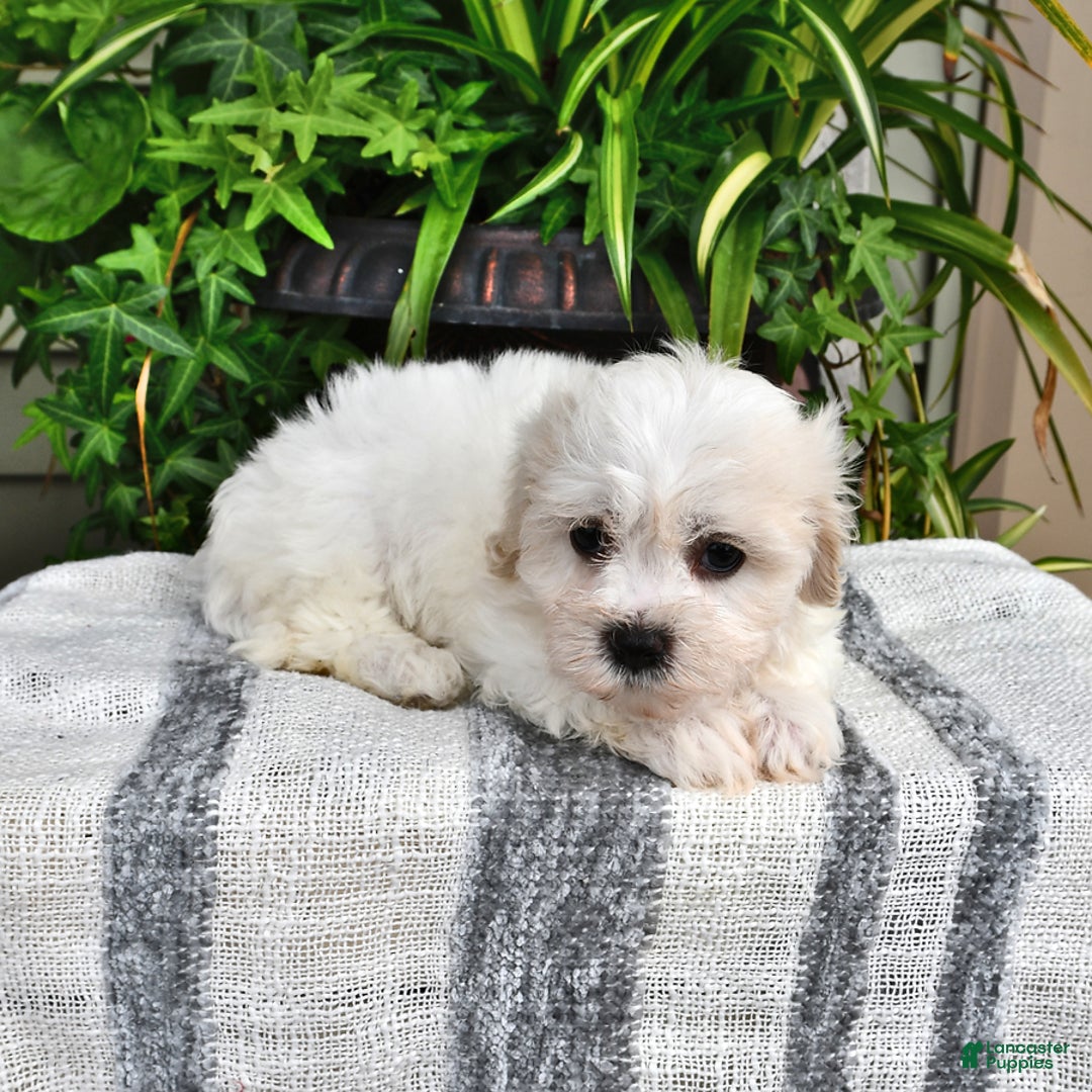 Cavachon dogs for sale: Molly - Image 7
