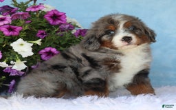 Mini Bernedoodle dogs for sale: Lonni - Image 5
