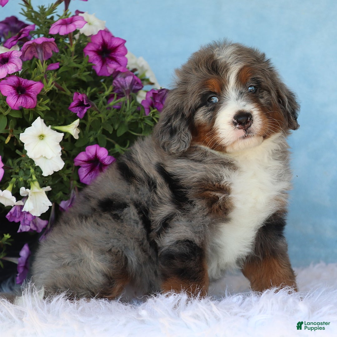 Mini Bernedoodle dogs for sale: Lonni - Image 5