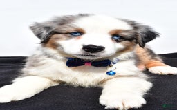 Miniature Australian Shepherd dogs for sale: Tundra - Image 2