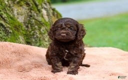 Cockapoo dogs for sale: Akira - Image 14