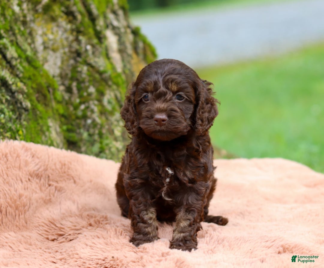 Cockapoo dogs for sale: Akira - Image 14