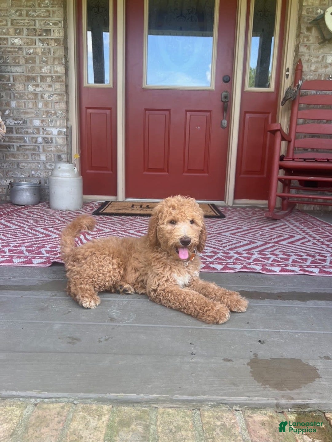 Labradoodle dogs for sale: Lilly - Image 5
