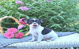 Chihuahua dogs for sale: Zimmer - Image 2