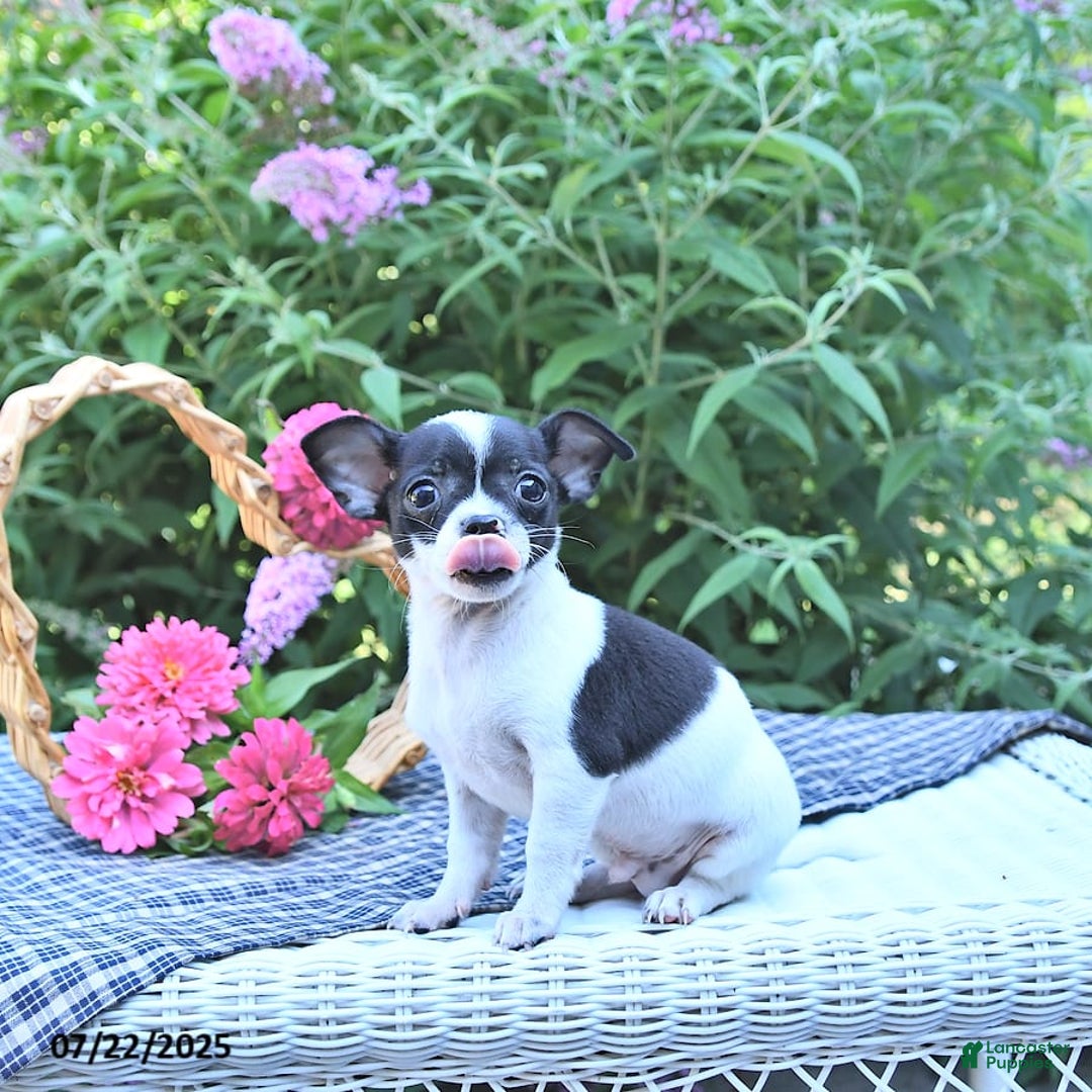 Chihuahua dogs for sale: Zimmer - Image 2