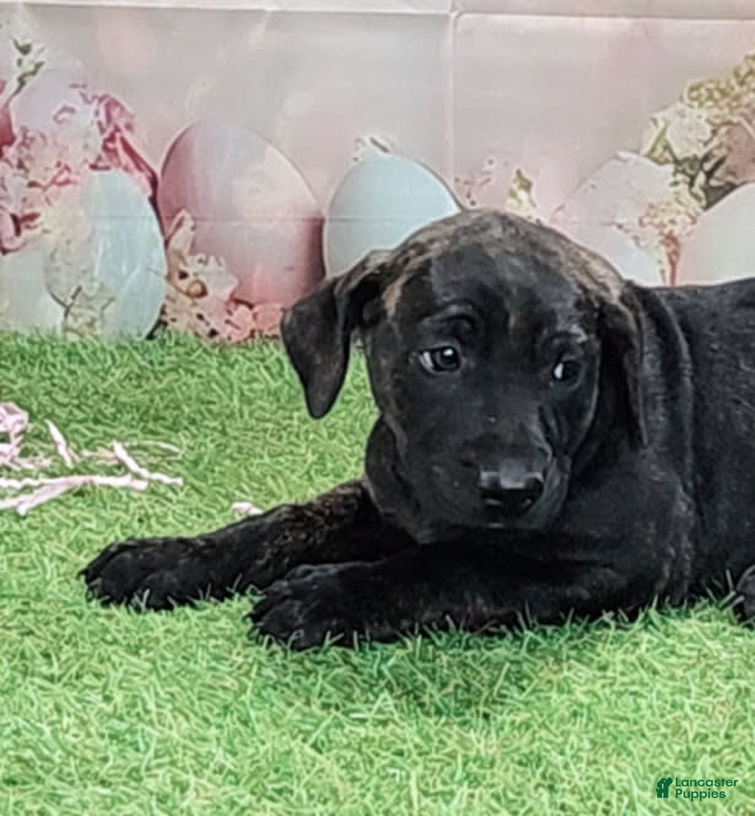 Catahoula Leopard Dog dogs for sale: Love Bug 2025 F2 - Image 2