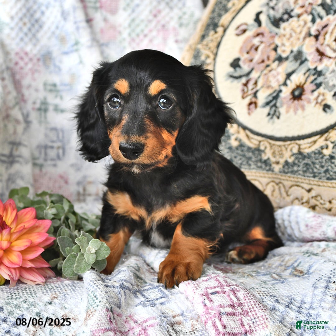 Miniature Dachshund dogs for sale: Lexi - Image 1
