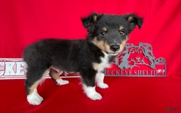 Shetland Sheepdog dogs for sale: Tri Color - Image 5