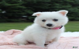 American Eskimo dogs for sale: Pompom - Image 2