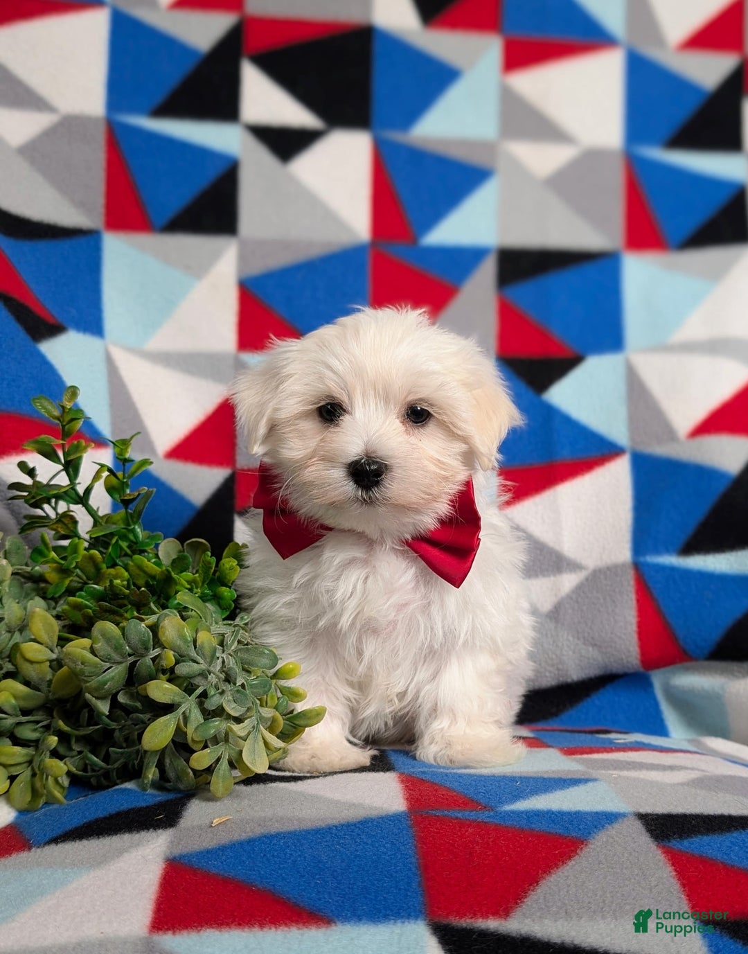 Maltese dogs for sale: Donegan Akc - Image 8