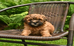 Shihpoo dogs for sale: Jasper - Image 2