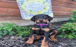 Doberman Pinscher dogs for sale: Annabelle Dad Is Health Tested - Image 8