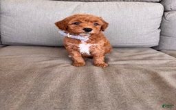 Mini Goldendoodle dogs for sale: Beck F1b - Image 4