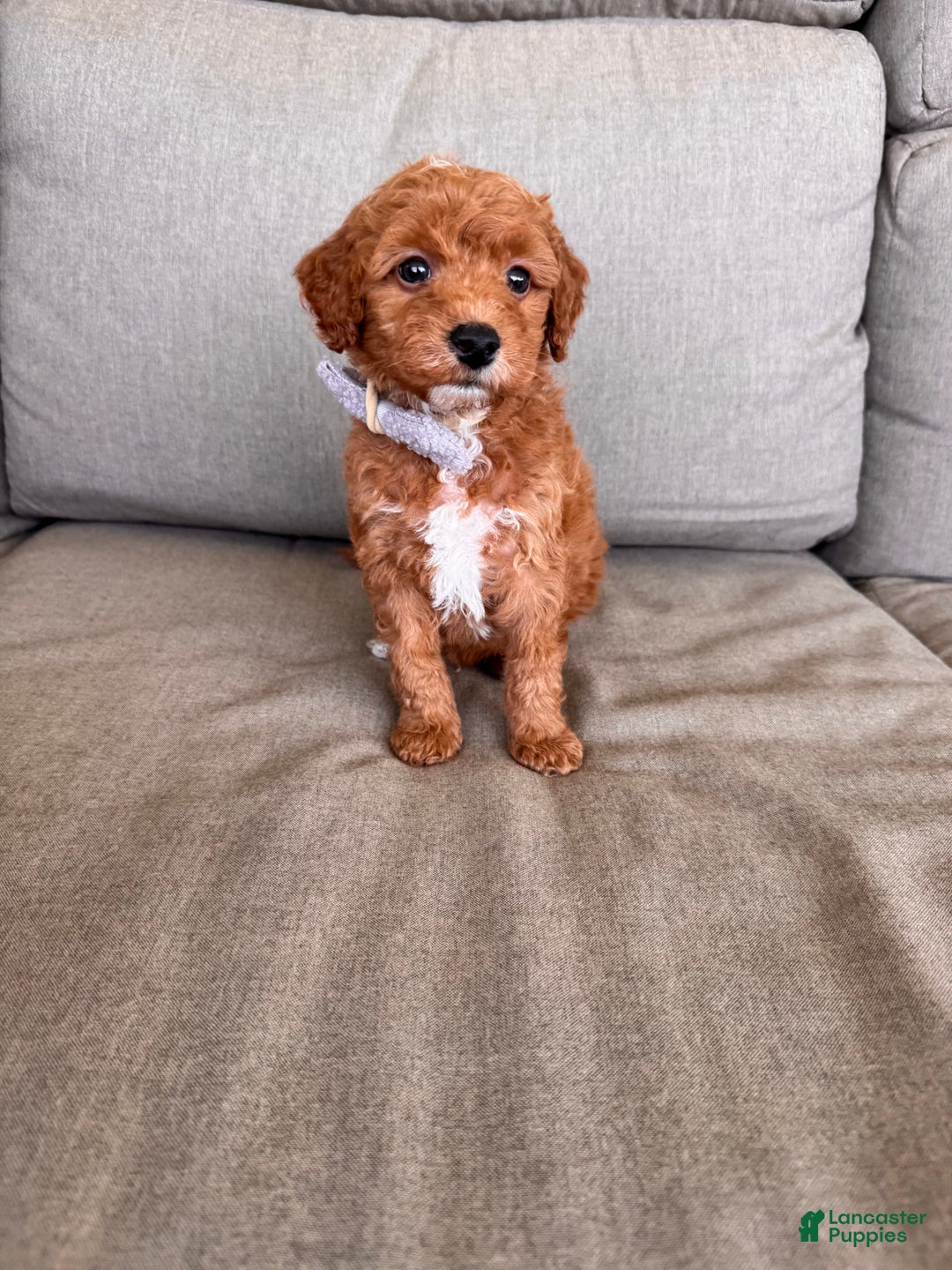 Mini Goldendoodle dogs for sale: Beck F1b - Image 4