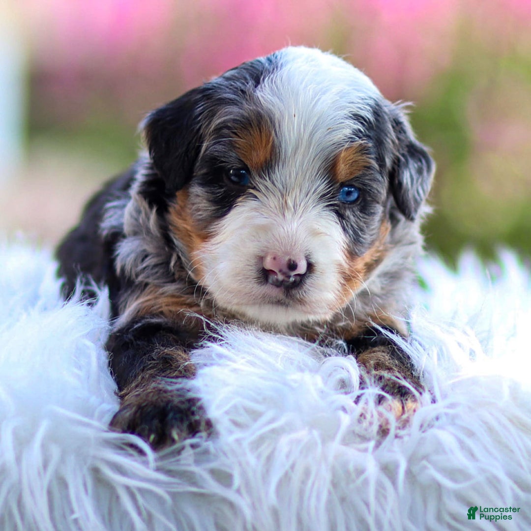 Mini Bernedoodle dogs for sale: Maverick - Image 3