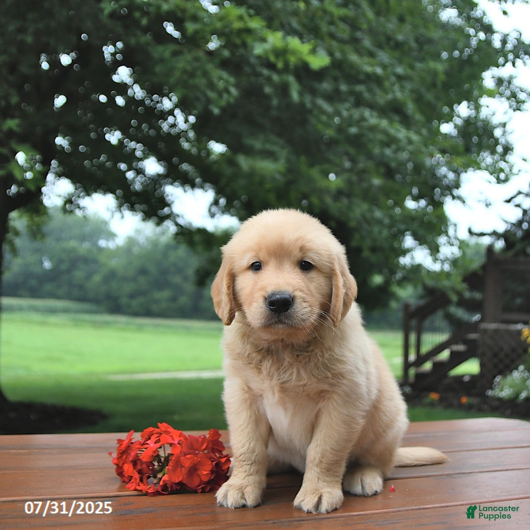 Golden Retriever dogs for sale: Golden Retriever 8 puppies - Image 16