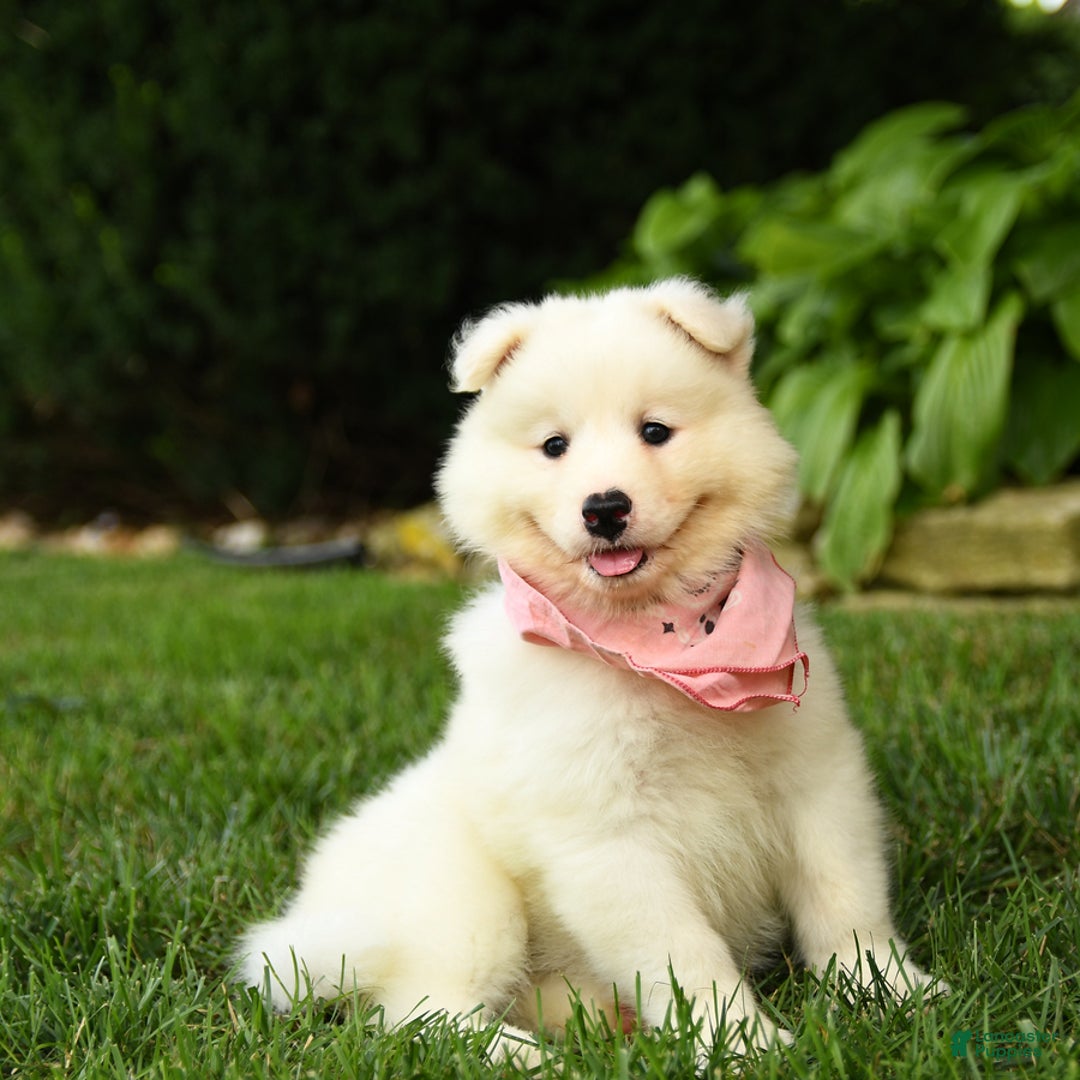 Samoyed dogs for sale: Lilah - Image 5