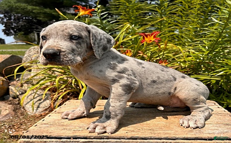 Great Dane dogs for sale - Ad 3