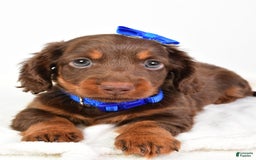 Miniature Dachshund dogs for sale: Ranger - Image 2